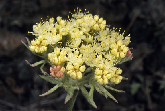 eriogonum ursinum var ursinum 4 graphic